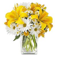 Rakhi Gift Delivery in India 3 Yellow Lily 9 White Gerbera in Vase with Rakhi