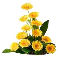 Online Delivery of Rakhi with Yellow Gerbera Basket 12 Flowers