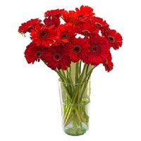 Send Online Rakhi with Red Gerbera in Vase 12 Flowers on Rakhi