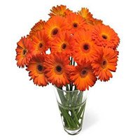 Send Rakhi and Orange Gerbera in Vase 24 Flowers on Raksha Bandhan