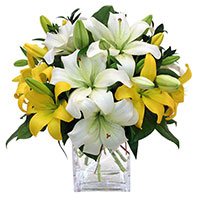 Deliver Rakhi and White Yellow Lily Vase 8 Flower Stems on Raksha Bandhan