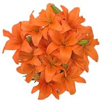 Send Rakhi with Flower in India